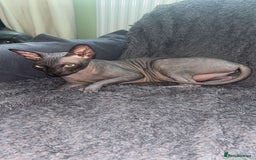 Sphynx cats for sale: Sphynx - Image 1