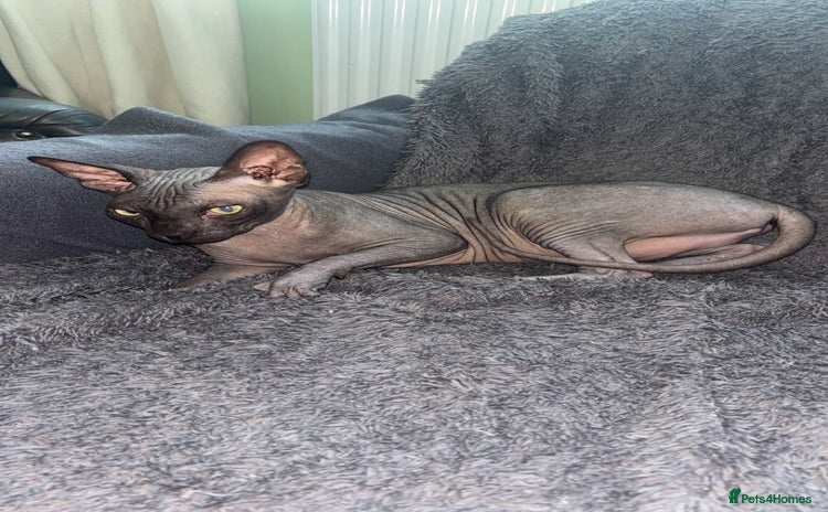 Sphynx cats - Advert 5