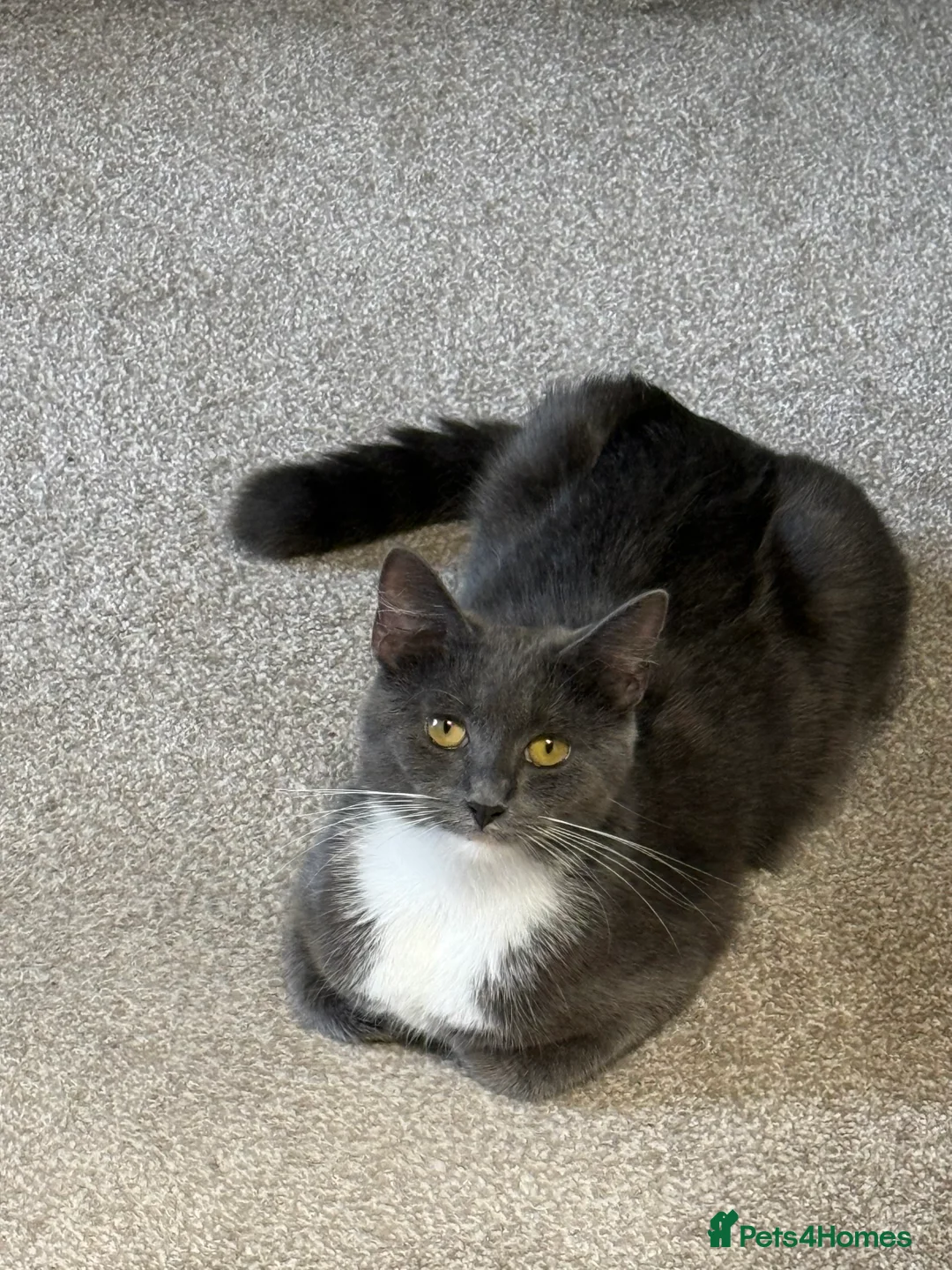 British Shorthair cats for sale: Kitten -Girl  - Advert 4