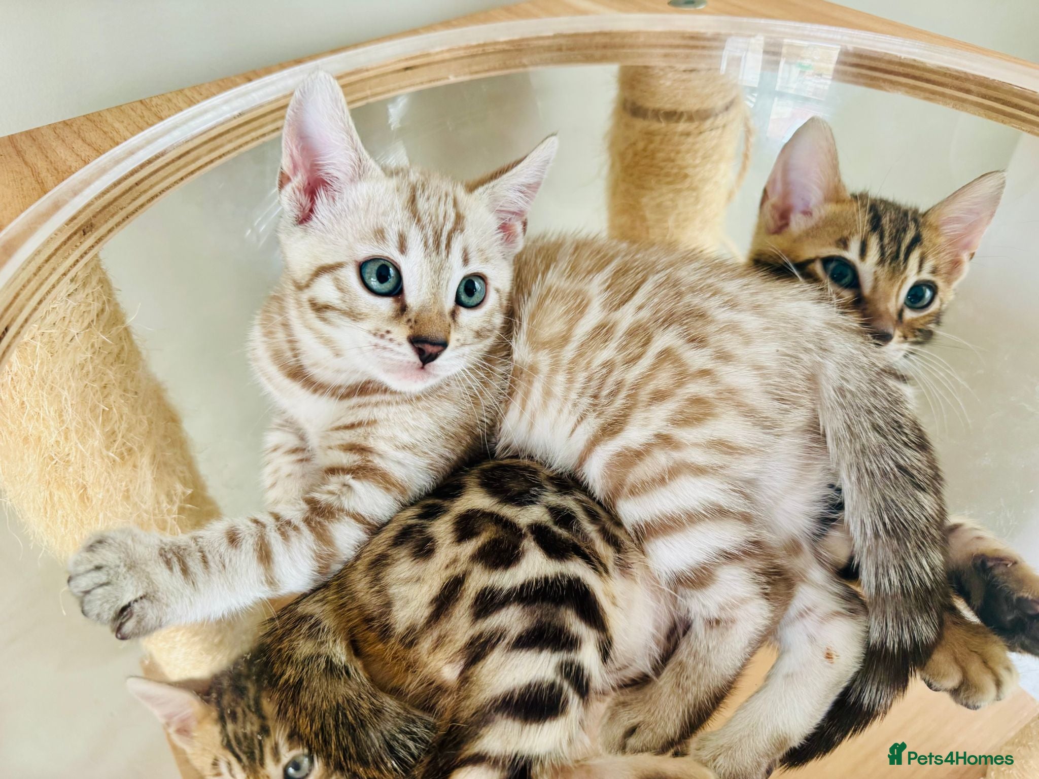 Bengal cats ⭐⭐⭐ Pedigree Bengal TICA registered Kittens ⭐⭐⭐ - Advert 2