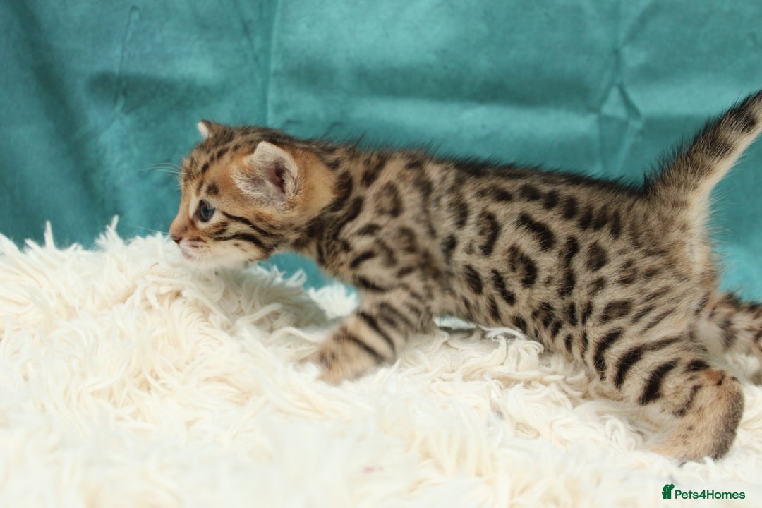 Bengal cats for sale: 🔥Beautiful little bengal girl for reservation🔥 - Image 11