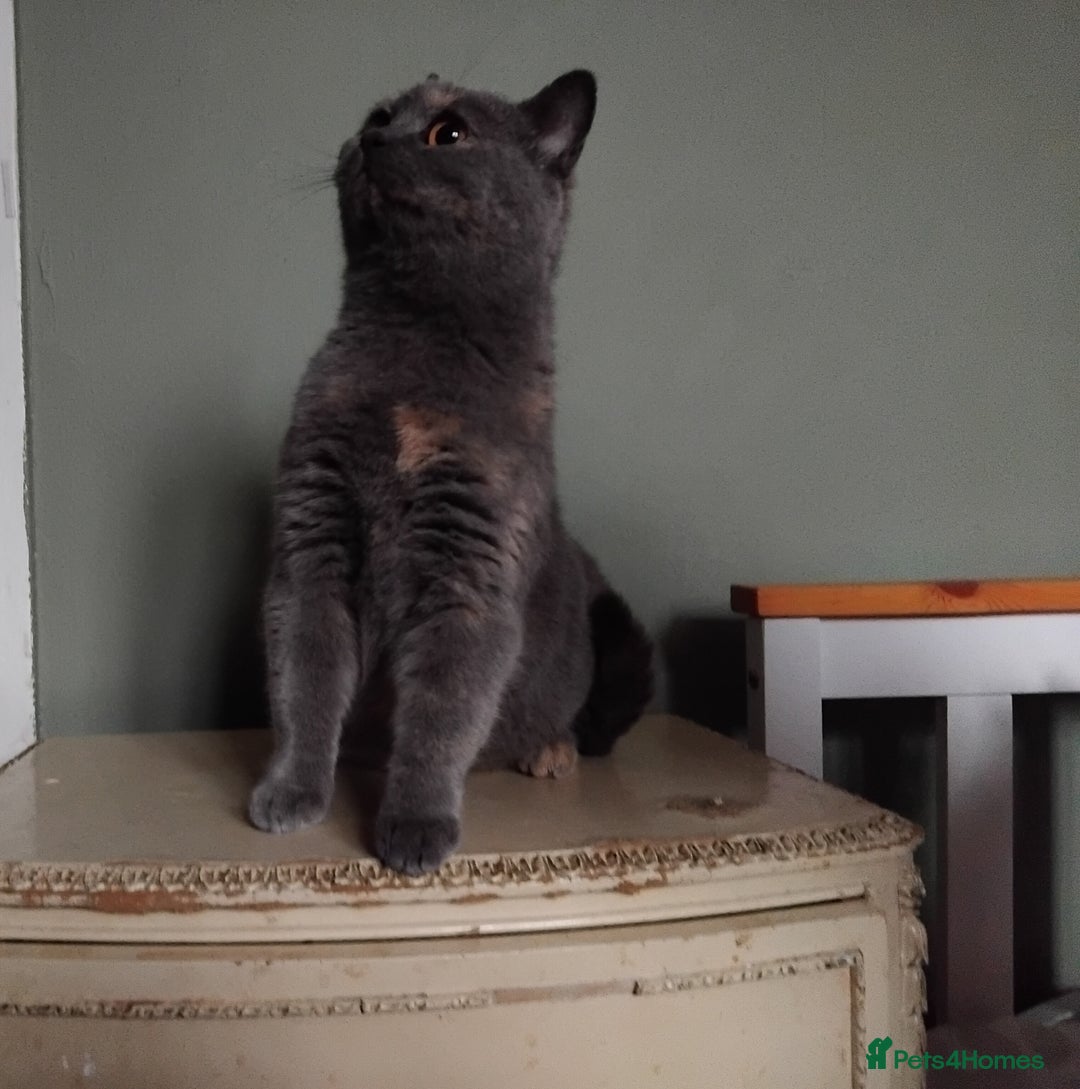 British Shorthair cats for sale: Beautiful British Shorthair  - Image 6