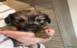 Mixed Breed dogs for sale: Chihuahua cross terrier puppies  - Image 18