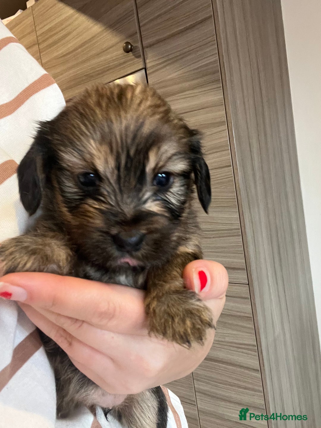 Mixed Breed dogs for sale: Chihuahua cross terrier puppies  - Image 18