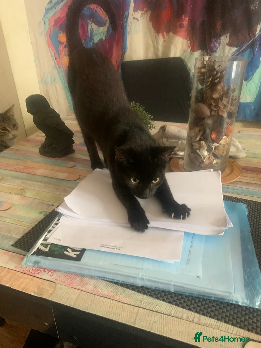 Mixed Breed cats for sale: Youngsters looking for home - Advert 13