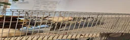 Rat rodents for sale: 5 female rats looking for a new home  in Porth - Advert 4
