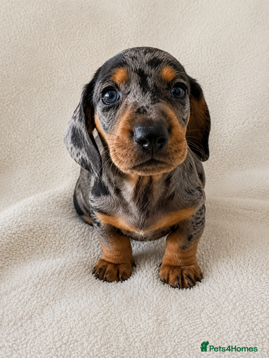 Miniature Dachshund dogs Mini dachshund pupies KC reg DNA tested parents - Advert 2