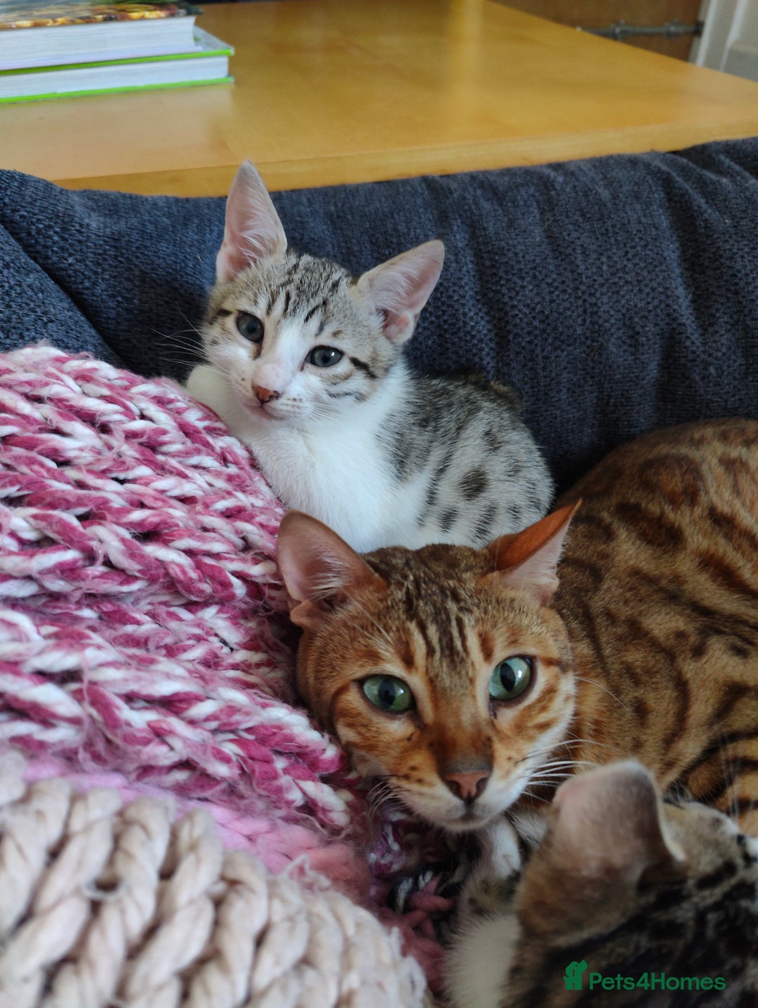 Mixed Breed cats for sale: Letter of three bengal mix boys. 2 available - Advert 2
