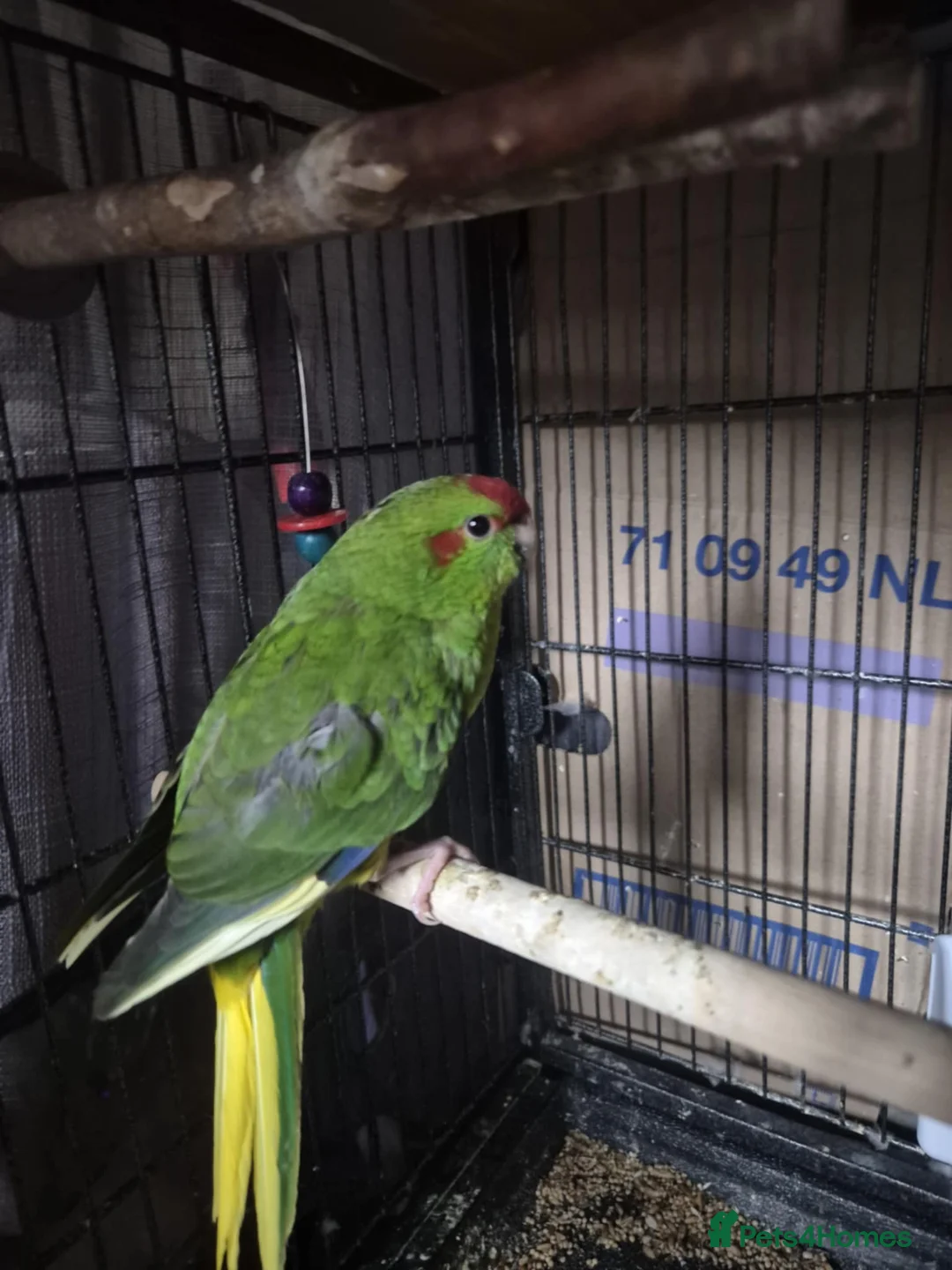 Parakeets birds for sale: Kākāriki female  - Advert 3