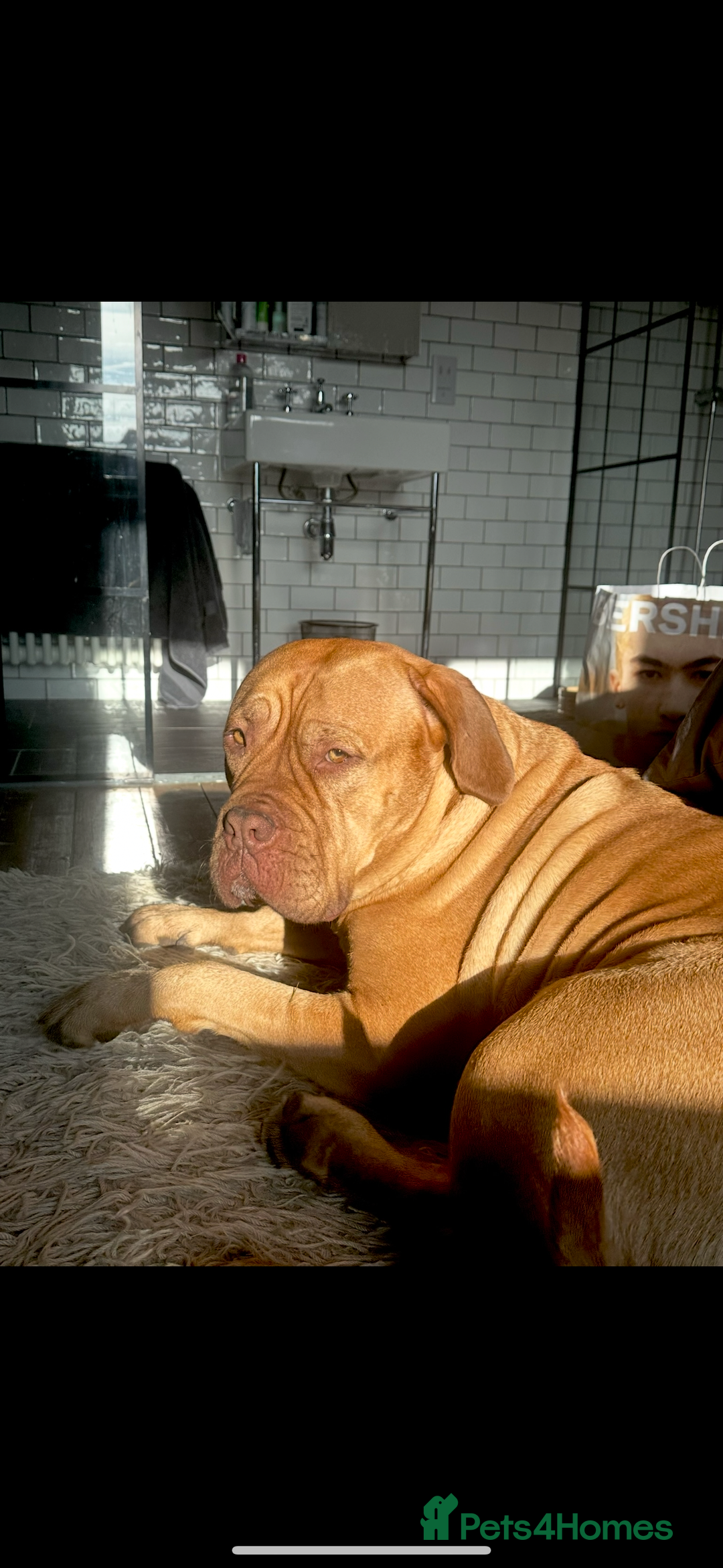 Dogue De Bordeaux dogs for sale: Puppies due in the new year- Dogue de Bordeaux  - Advert 5