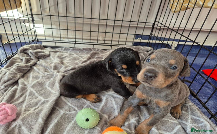 Dobermann dogs - Advert 2