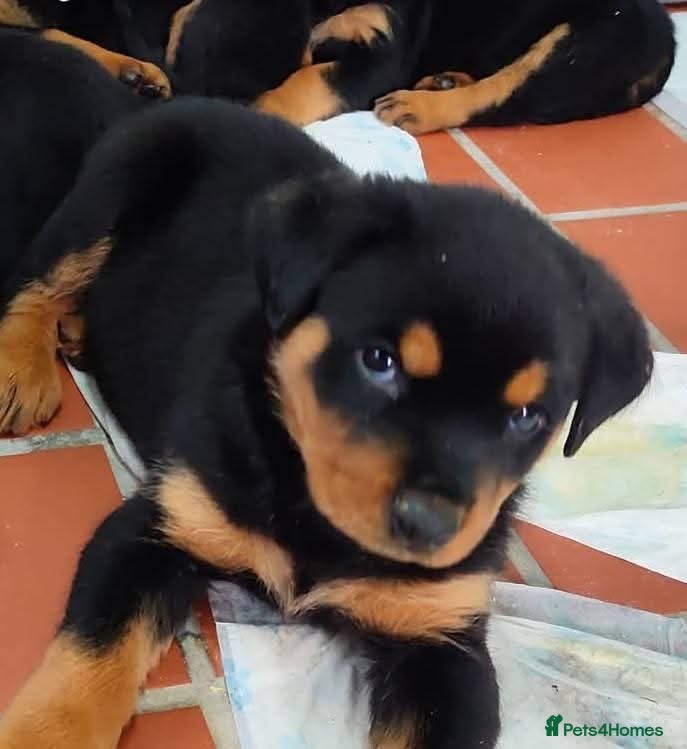 Rottweiler dogs One remaining *pricedrop*Rottweiler Puppies Non KC - Advert 6