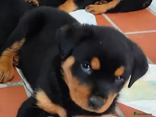 Rottweiler dogs One remaining *pricedrop*Rottweiler Puppies Non KC - Advert 6