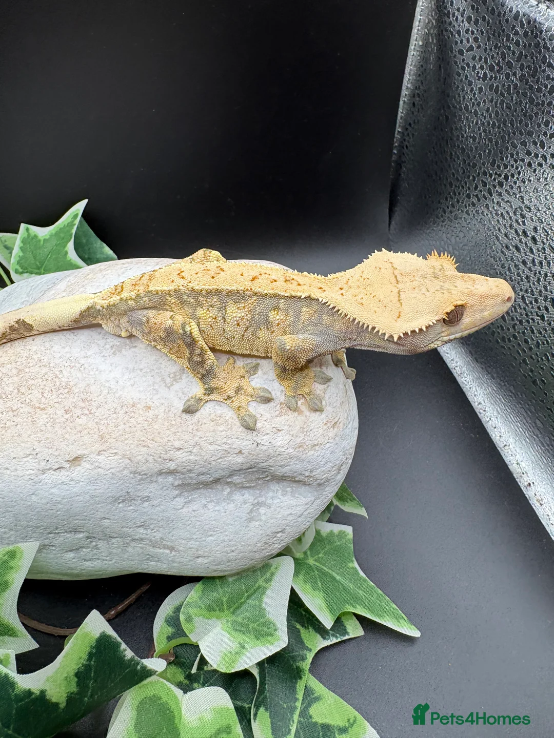 Gecko reptiles for sale: Crested geckos  - Advert 14