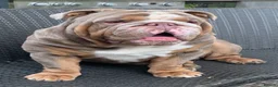 English Bulldog dogs for sale: Lilac Tri English Bulldog Puppies  - Advert 2