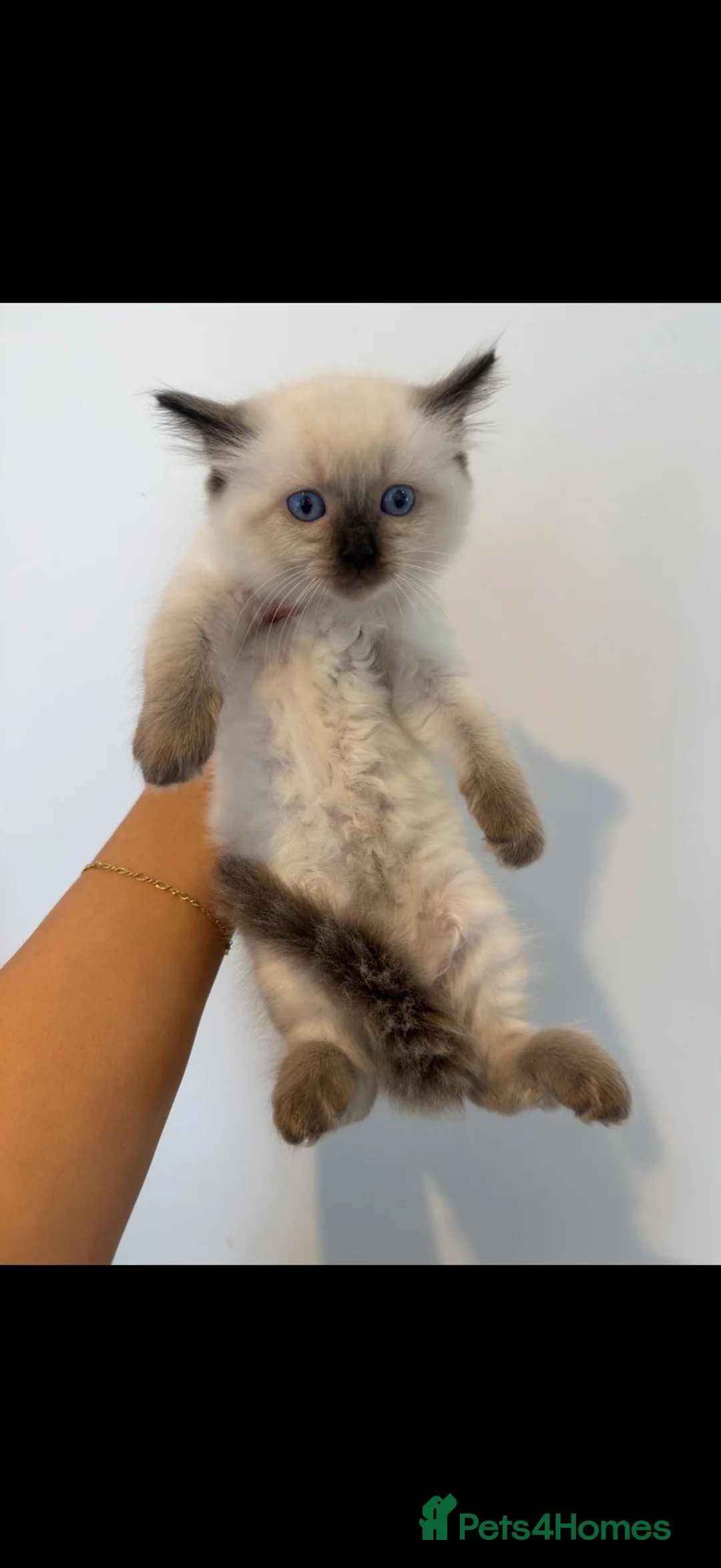 Ragdoll cats for sale: Pedigree Ragdoll Kittens - Advert 2