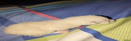Mixed Breed cats for sale: Four kittens  - Advert 3