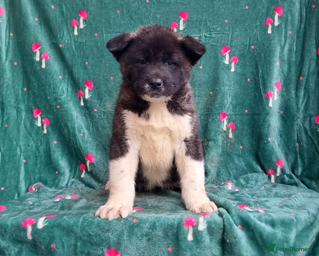 Akita dogs for sale: Kc Registered American Akita Puppies Ready - Advert 11