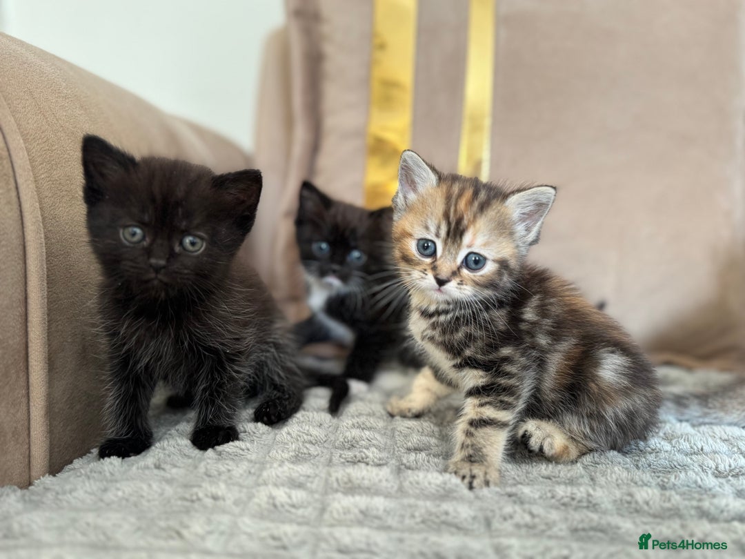 Persian cats for sale: mixed persian & bombay kittens  in Maidstone - Image 31
