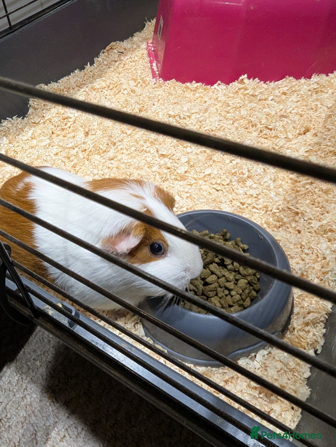 Guinea Pig rodents for sale: 2 female guinea pigs with cage and accessories - Advert 6