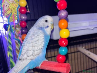 Budgerigars birds Beautiful Budgie - Advert 1