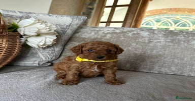 Miniature Poodle dogs - Advert 3