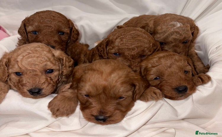 Cavapoo dogs - Advert 15