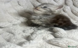 Maine Coon cats for sale: TICA REGISTERD MAINCOON KITTEN’S ⭐️ - Image 21