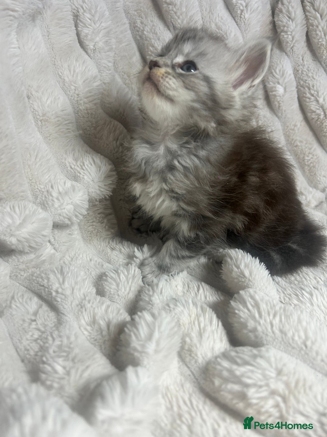 Maine Coon cats for sale: TICA REGISTERD MAINCOON KITTEN’S ⭐️ - Image 21