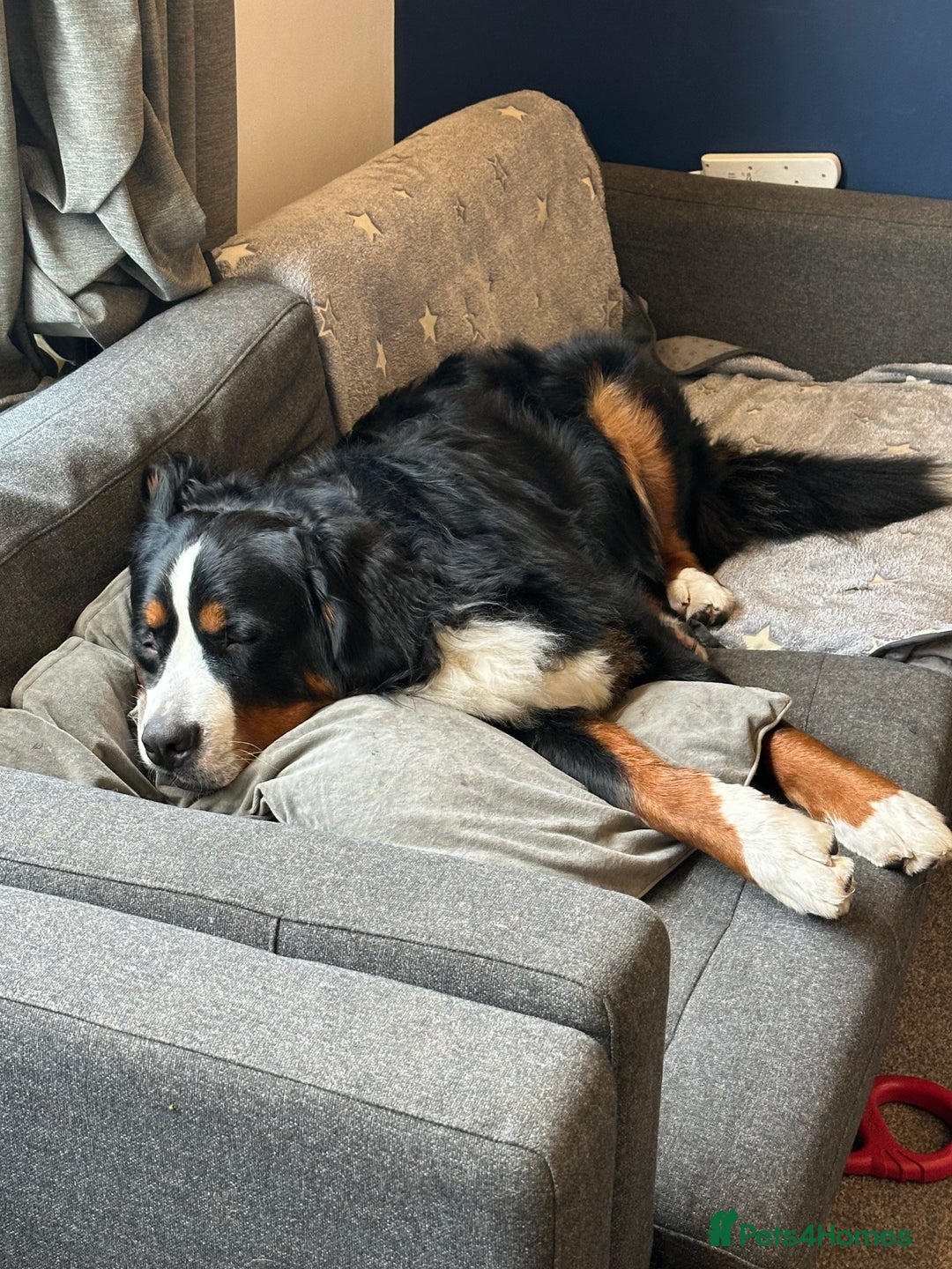 Bernese Mountain Dog dogs for sale: 2 Yr old Bernese - Advert 6