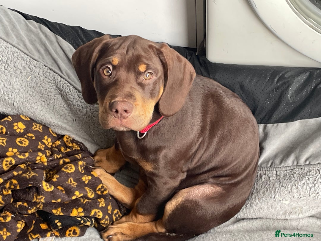 Mixed Breed dogs for sale: Cockerbull - Advert 1