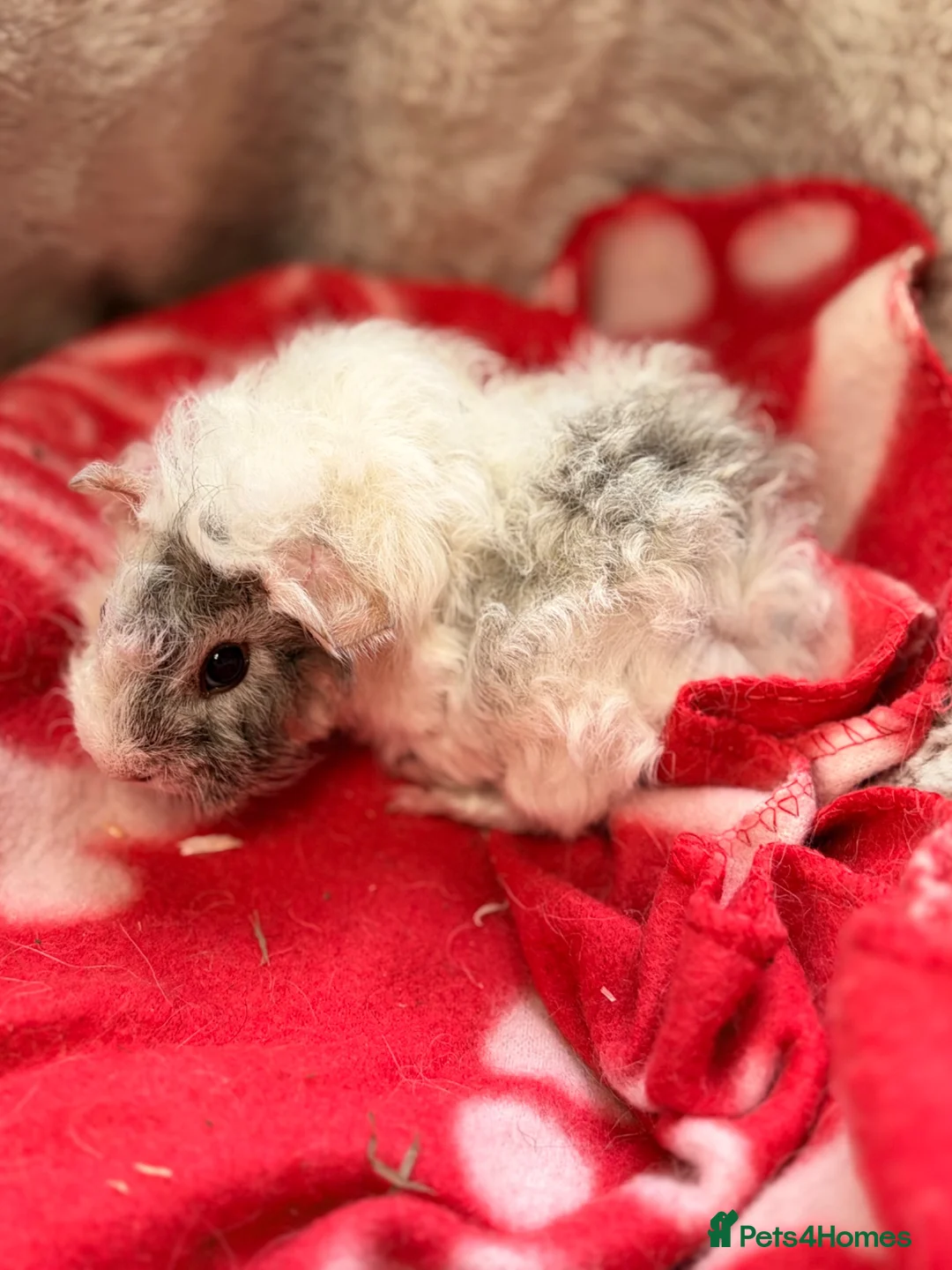 Guinea Pig rodents for sale: BEAUTIFUL BABY GUINEA PIGS, BOYS AND GIRLS - Advert 2