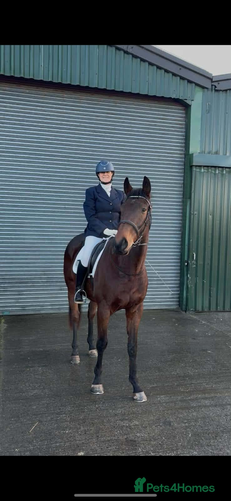 English Thoroughbred horses ROR eligible hunt/ event/ all rounder prospect - Advert 3