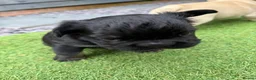French Bulldog dogs for sale: Stunning French Bulldog Puppies in Norwich - Advert 18