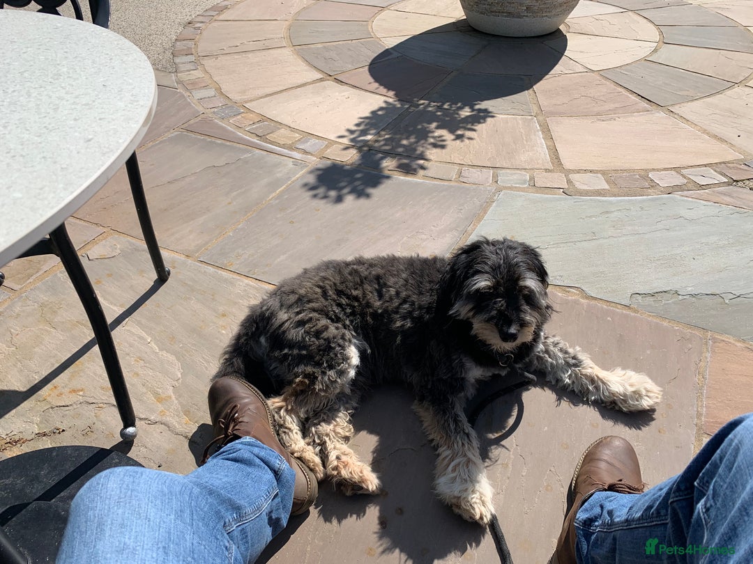 Bordoodle dogs for sale: Collie X  - Image 6