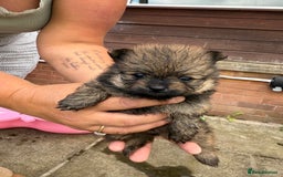Pomchi dogs for sale: One girl and one boy left  - Image 6