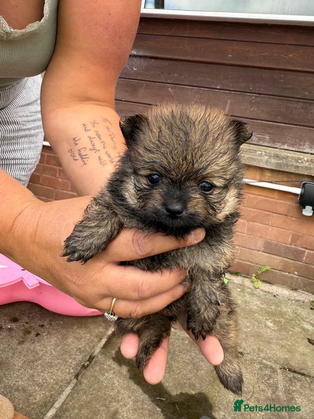 Pomchi dogs for sale: One girl and one boy left  - Image 6