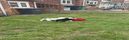 Mixed Breed dogs for sale: Old Tyme Collies looking for their forever home in Durham - Advert 32