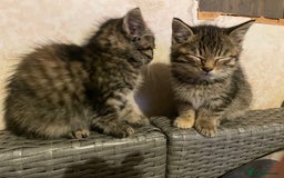 Mixed Breed cats for sale: 4 little girls  - Image 9