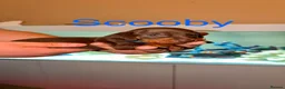 Miniature Dachshund dogs for sale: Stunning Smooth haired Miniature Dachshund Puppies - Advert 3