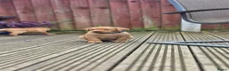Labrador Retriever dogs for sale: KC Reg. Fox Red Labrador Pups from Working Lines - Advert 16