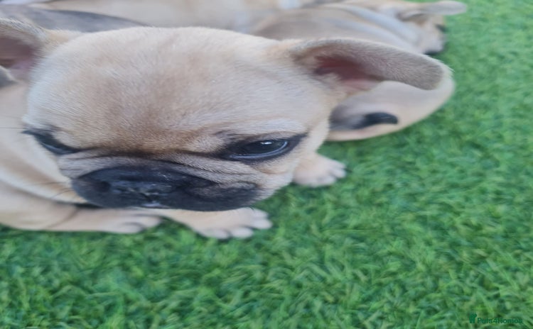 French Bulldog dogs - Advert 1