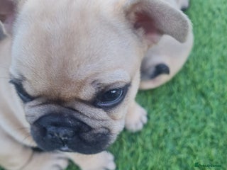 French Bulldog dogs - Advert 34