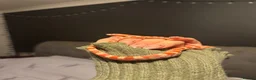Corn Snake reptiles for sale: Young corn snake - Advert 4