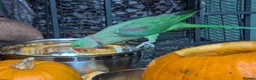 Parrots birds for sale: 3yr old Alexandrian Male Parrot  - Advert 2