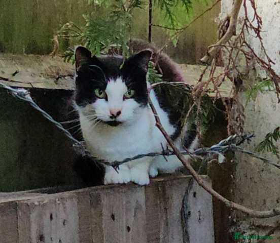 Mixed Breed cats Willow - Advert 1