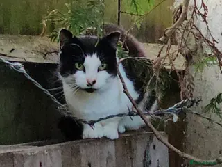 Mixed Breed cats Willow - Advert 1