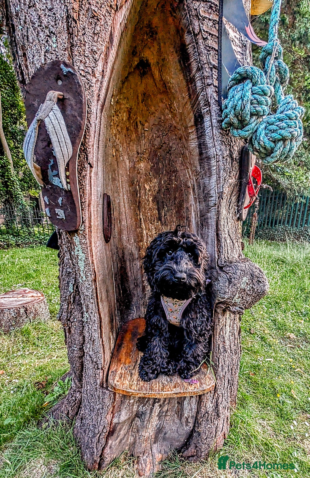 Cockapoo dogs for sale: TRAINED PUPPY - Cockapoo - essential training in Port Talbot - Image 2