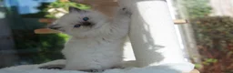 Ragdoll cats for sale: GCCF Reg Ragdoll Kittens – Outstanding GrCh Lines in Droitwich - Advert 4