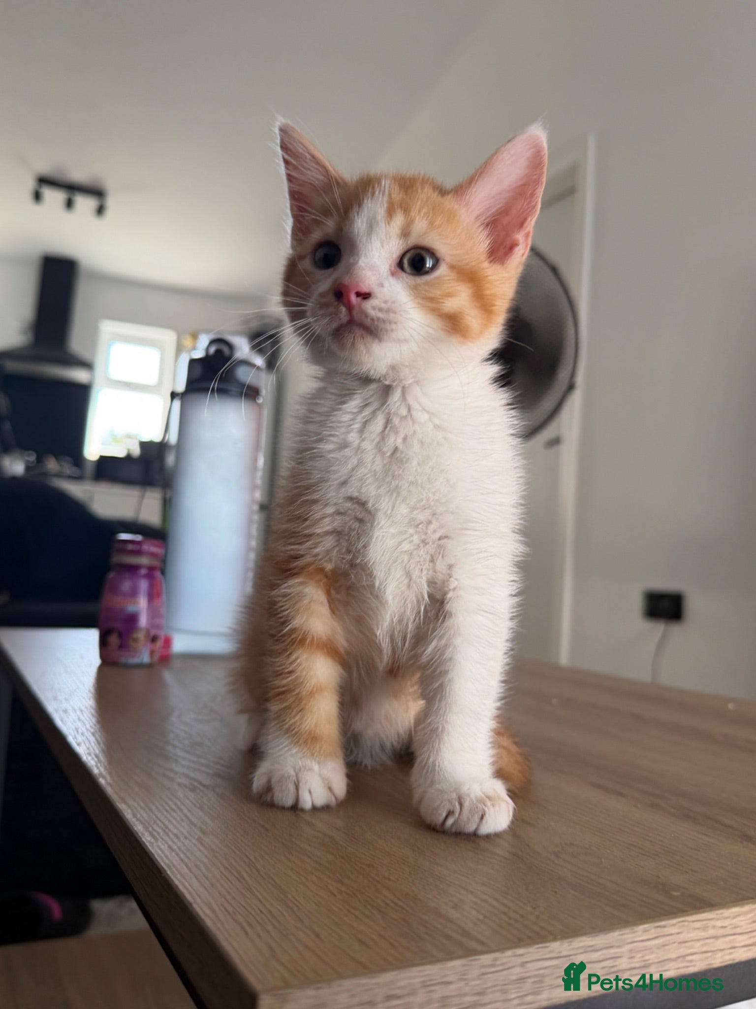 Mixed Breed cats 2 male kittens  - Advert 3